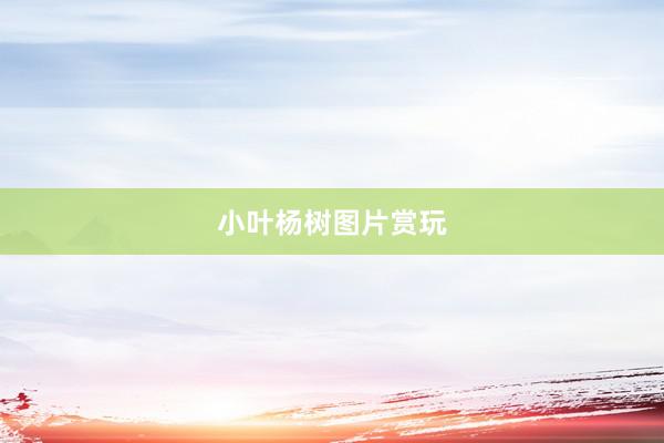 小叶杨树图片赏玩